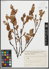 Foto von Salix retusa L.